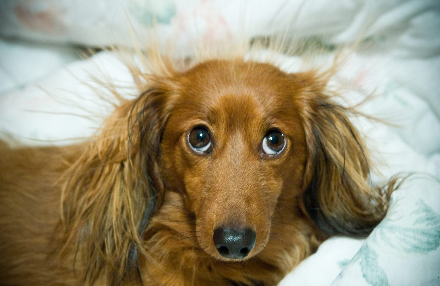 This electric pup
