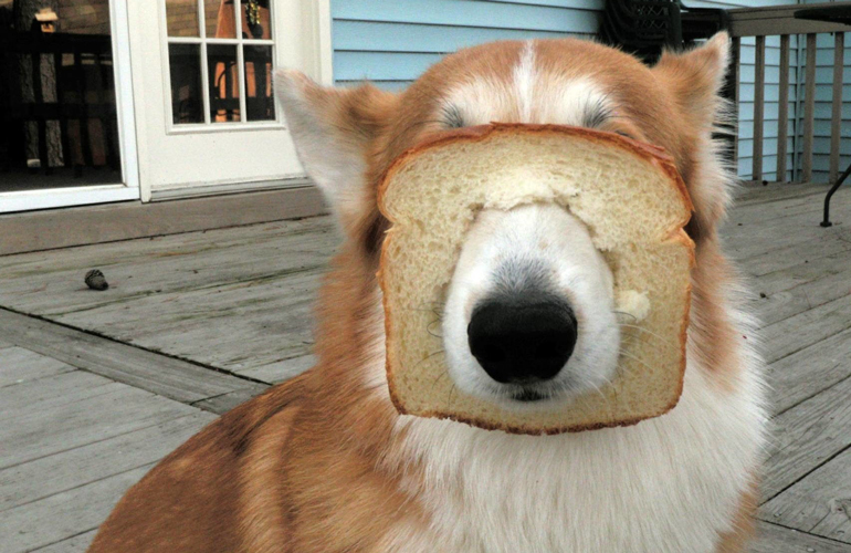 This bread lover