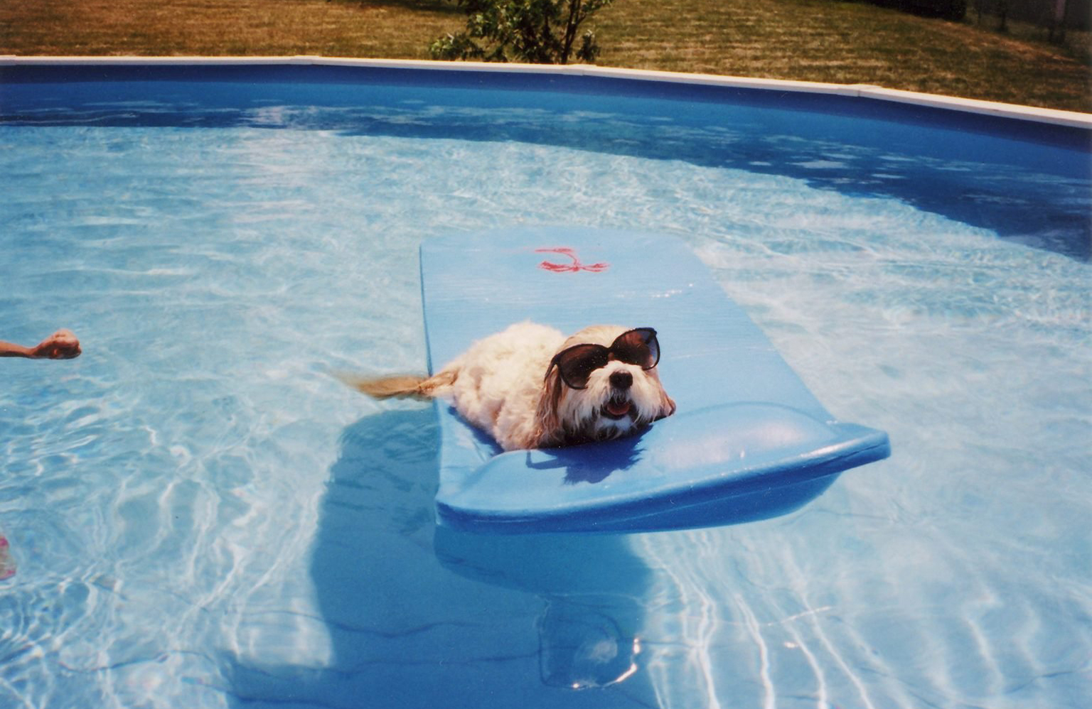 This pup that knows how to relax