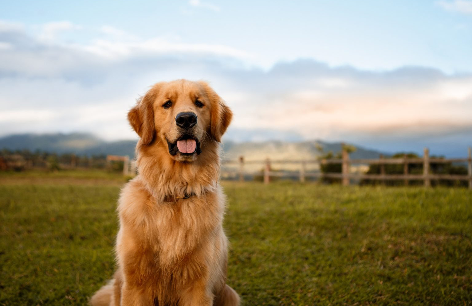 Golden or Labrador Retriever lovers: Spunky and adventurous