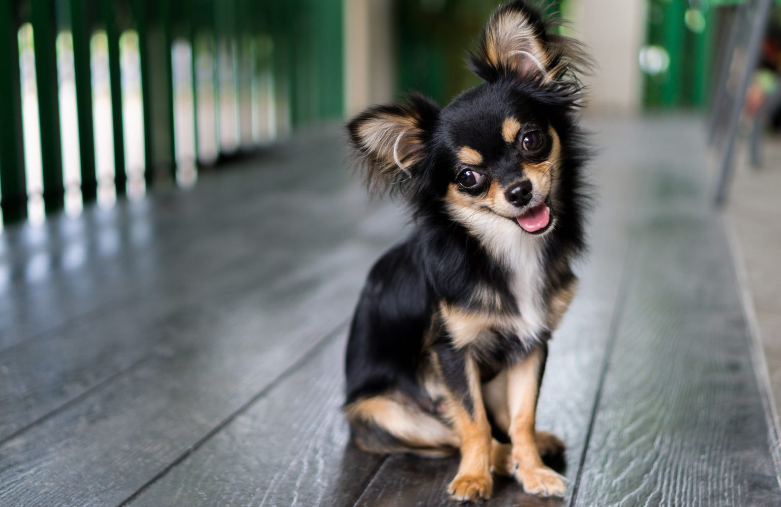 Chihuahua