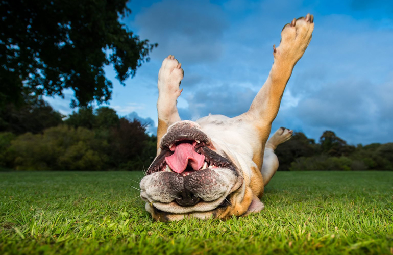 This grass-loving good boy
