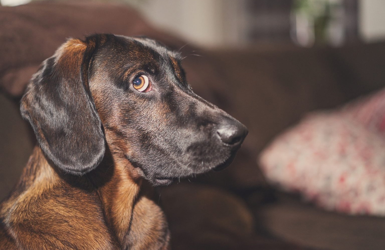 This dog that isn’t guilty at all