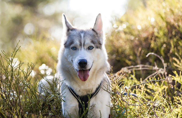 Husky lovers: Energetic