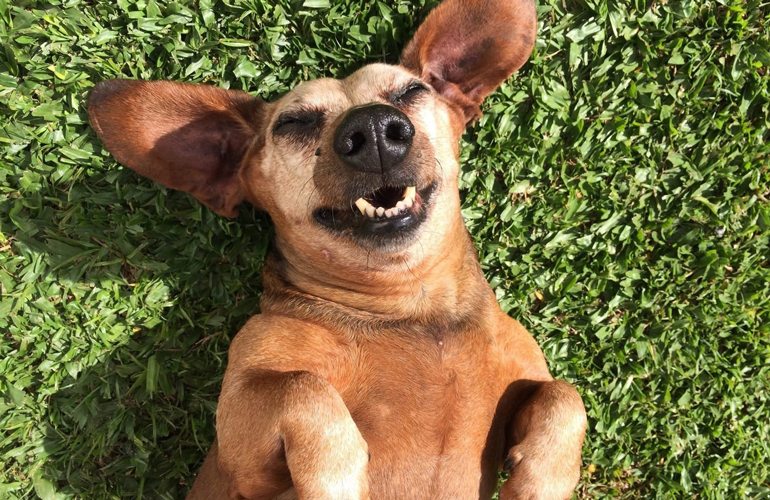 This happy puppy