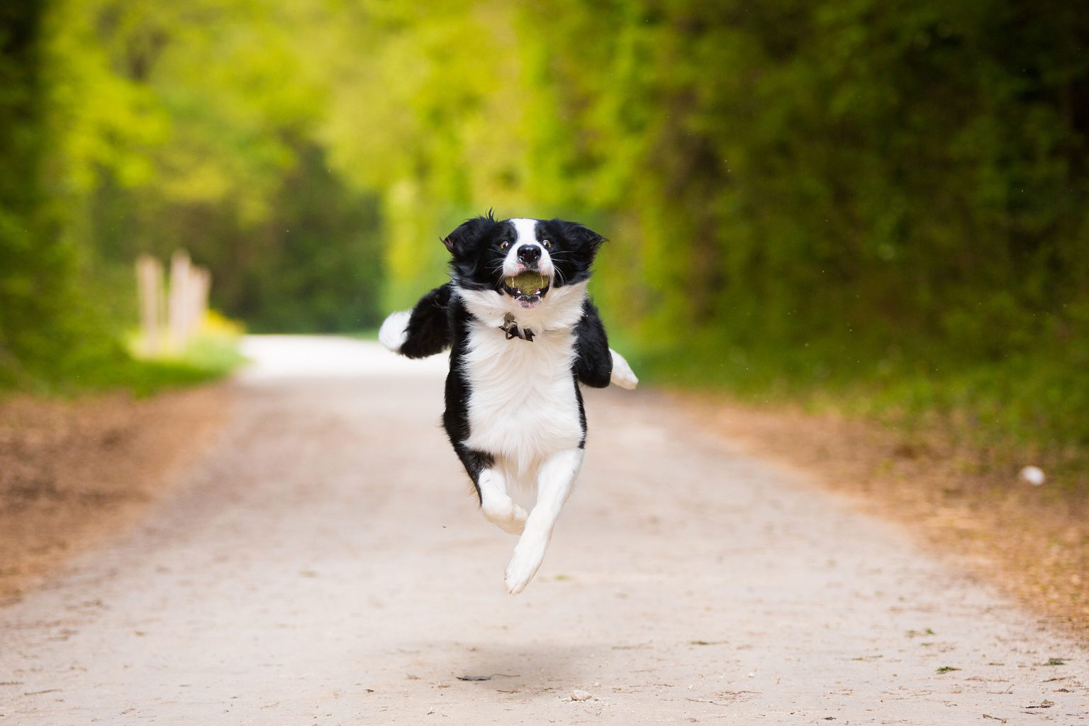If your dog is old, don't throw a ball too much