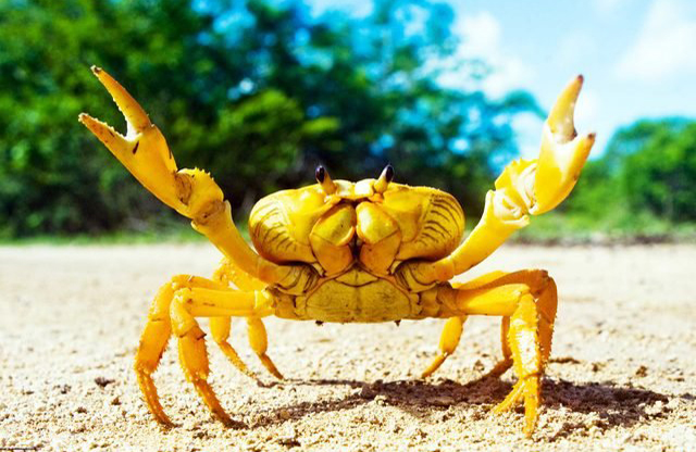 It’s an animal – and an STD