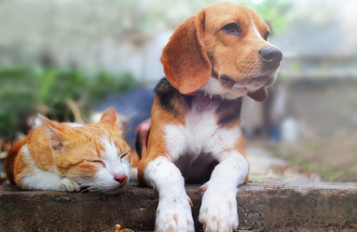 The world of pet slang