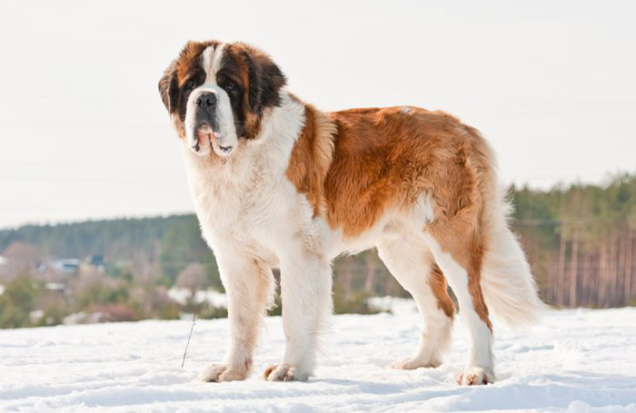 Woofer