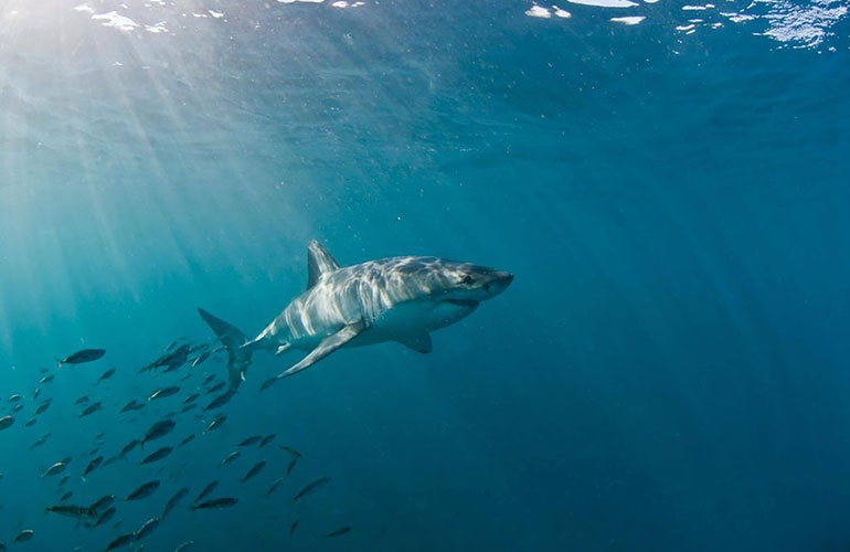 The most treacherous waters on Earth: Gansbaai, South Africa