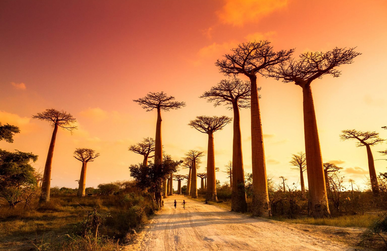 Avenue of the Baobabs, Madagascar