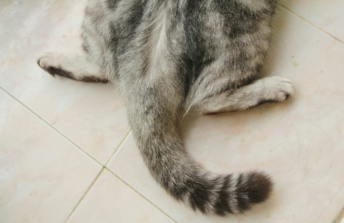 Sploot