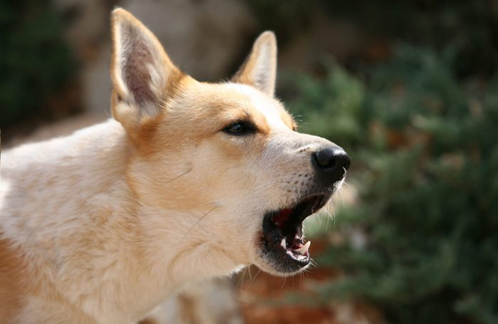 Bork