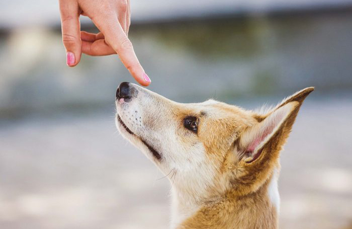 Boop
