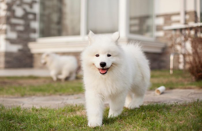 Floof