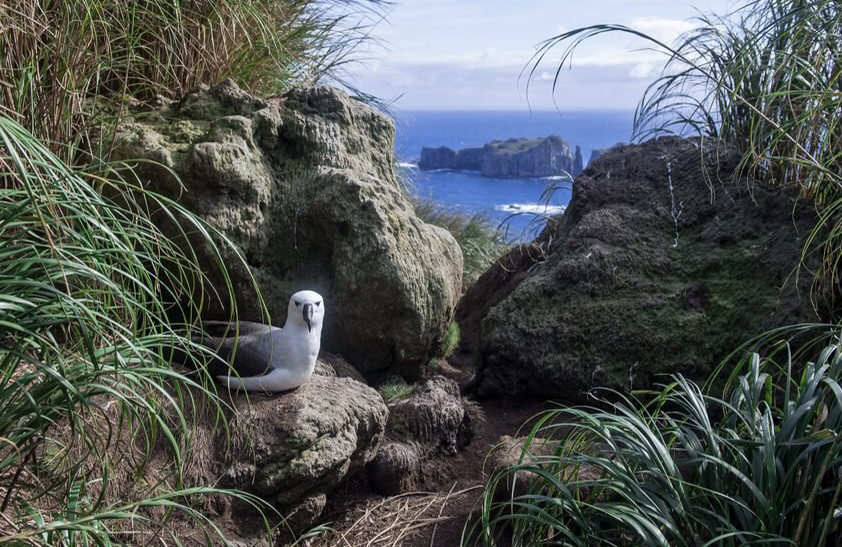 Tristan da Cunha