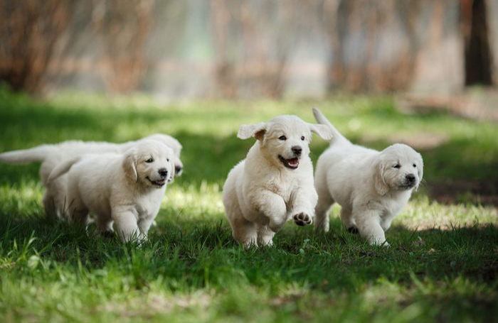Pupper