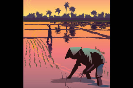 Crawling in the paddy fields
