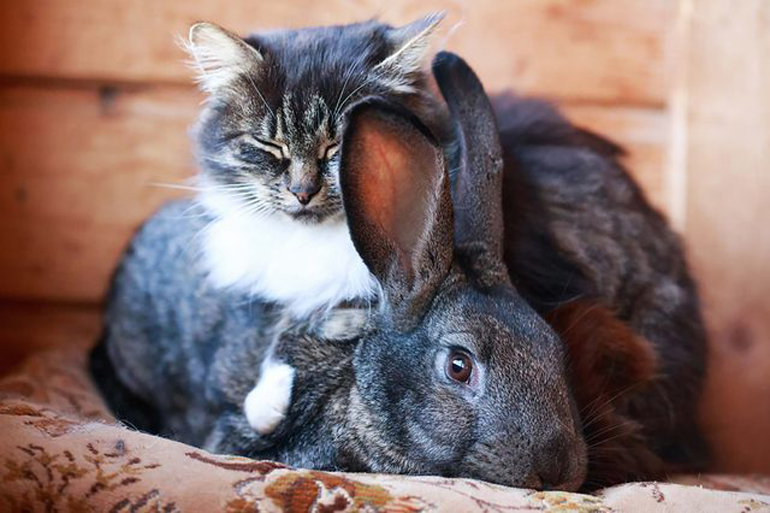 Predator-prey relationships