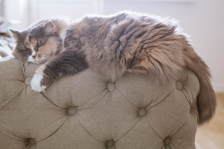 Your pet’s fur
