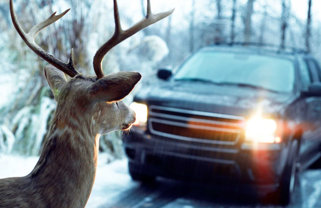 You’re like a deer in the headlights