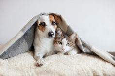 20 things you’re probably doing that veterinarians wouldn’t