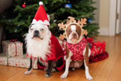 Christmas with pets: The ultimate guide to celebrating with furry family members
