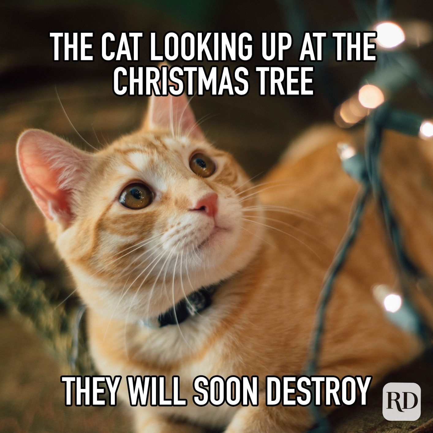 Christmas memes you'll love
