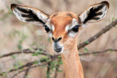 30 of the weirdest animals around the world