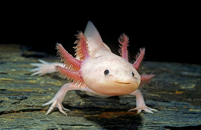 Axolotl