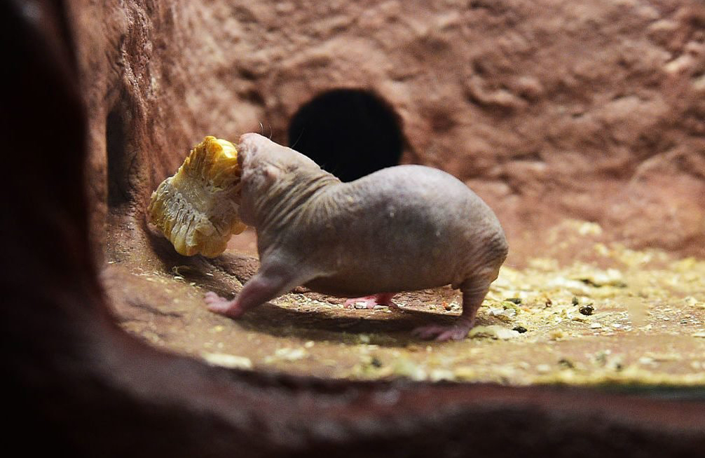 Naked mole rat