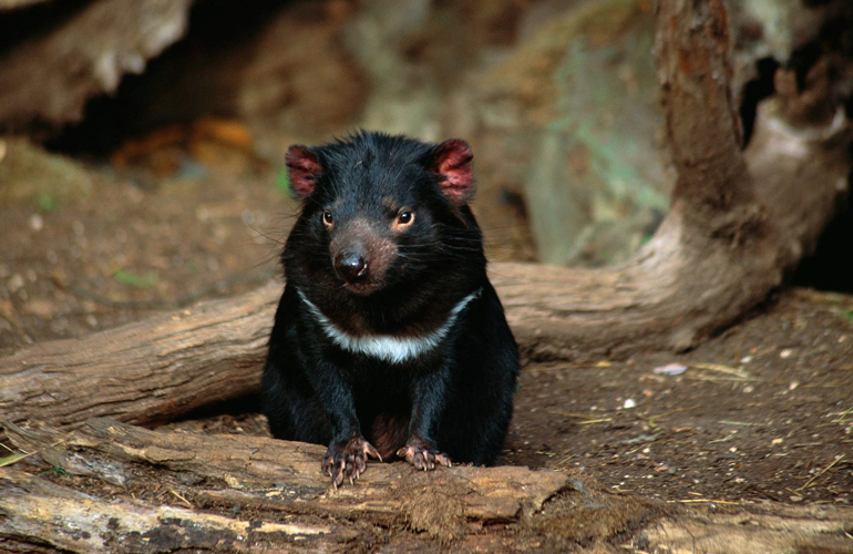 Tasmanian devil