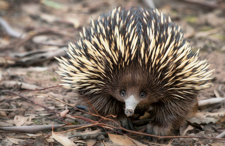 Echidna