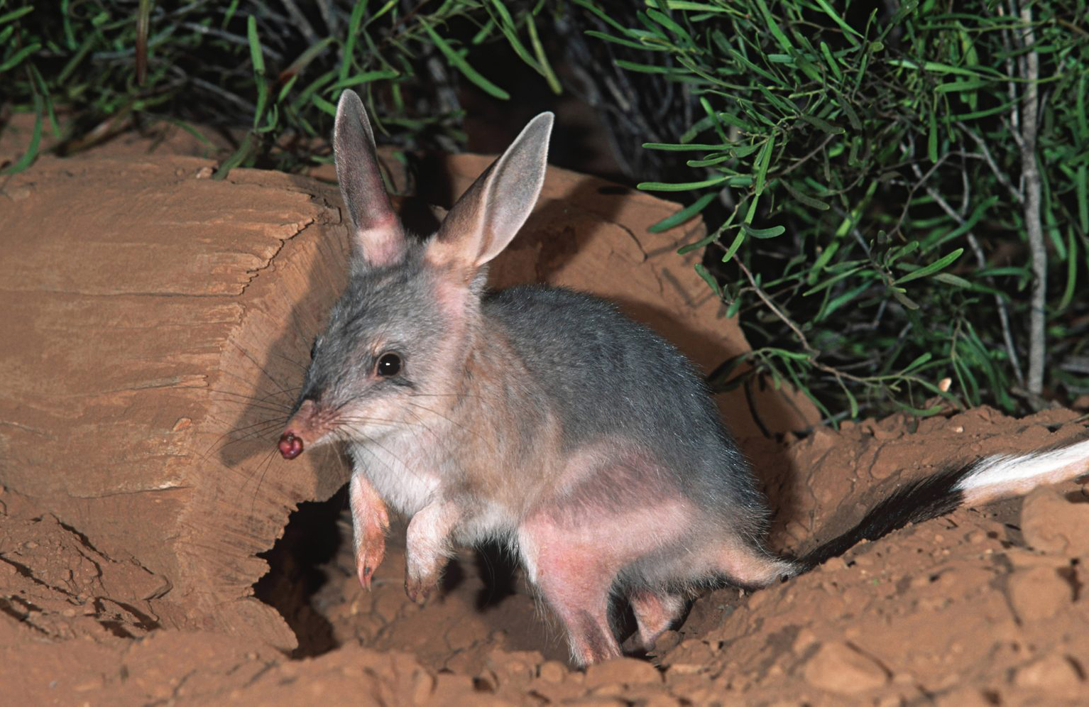 Bilby
