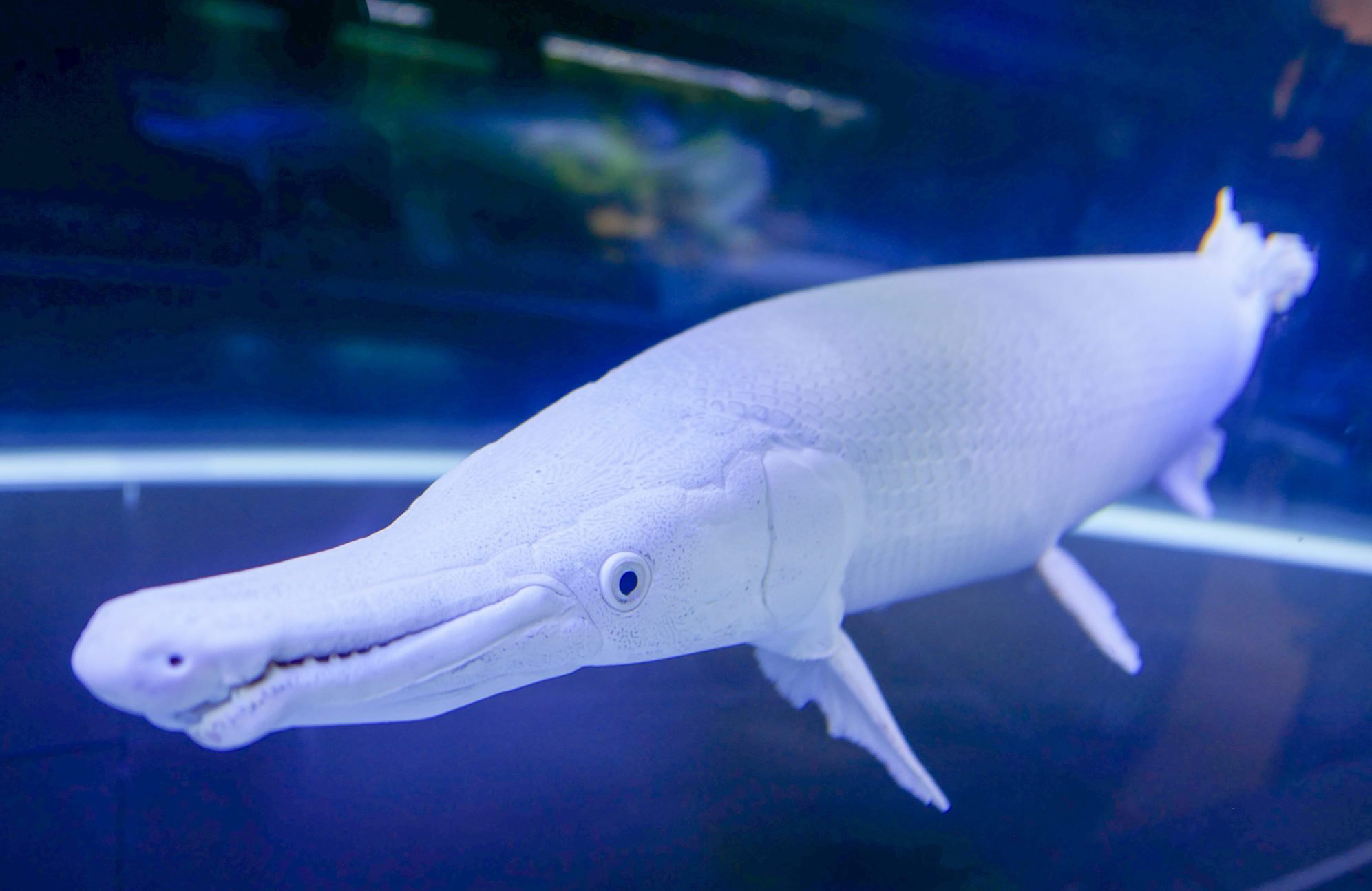 Alligator gar
