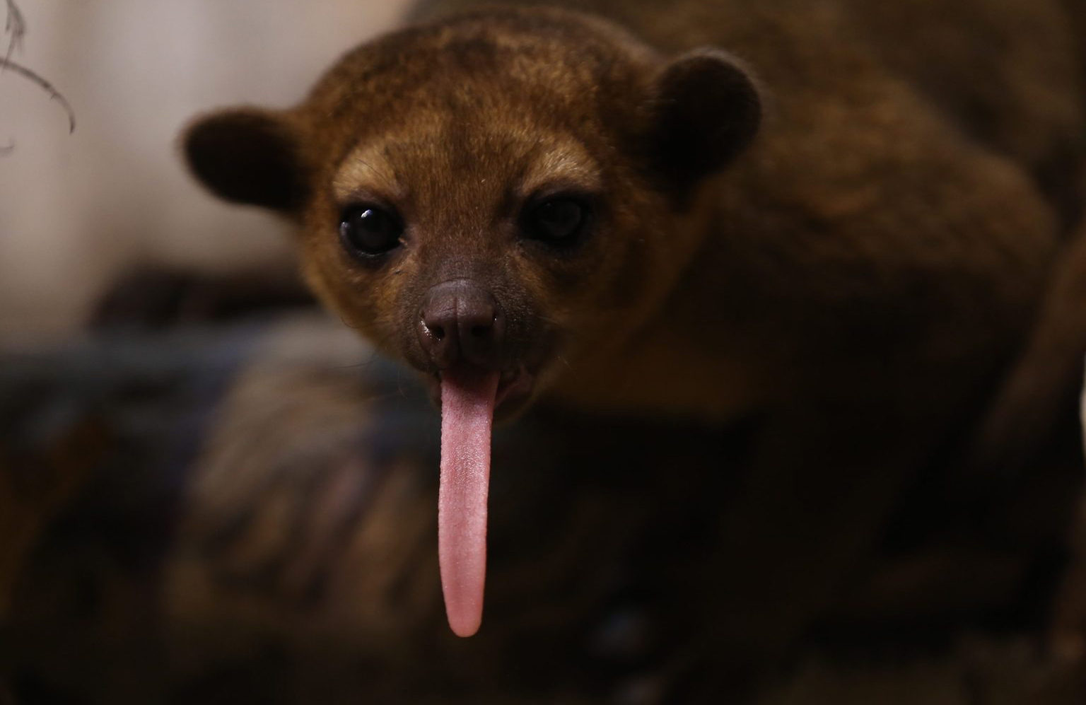 Kinkajou