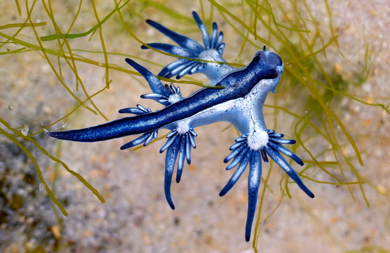 Glaucus atlanticus