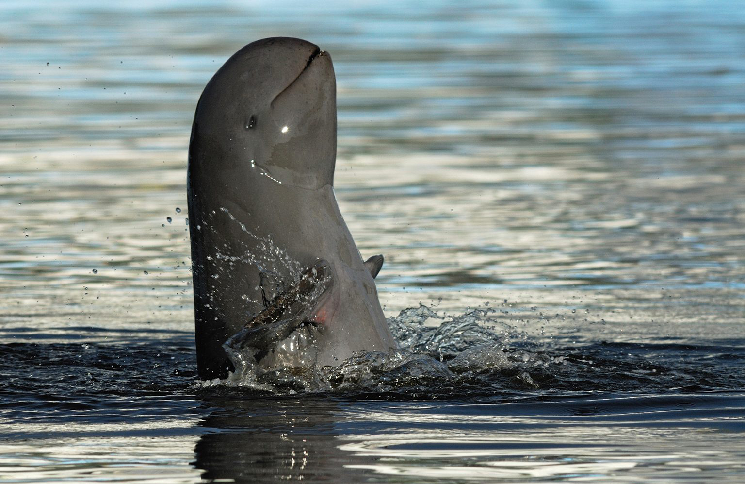 Irrawaddy dolphin