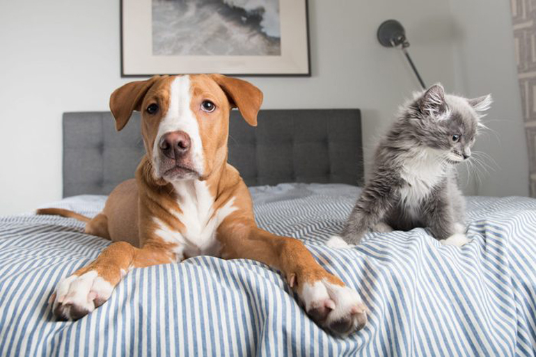 You let your dog rule the house