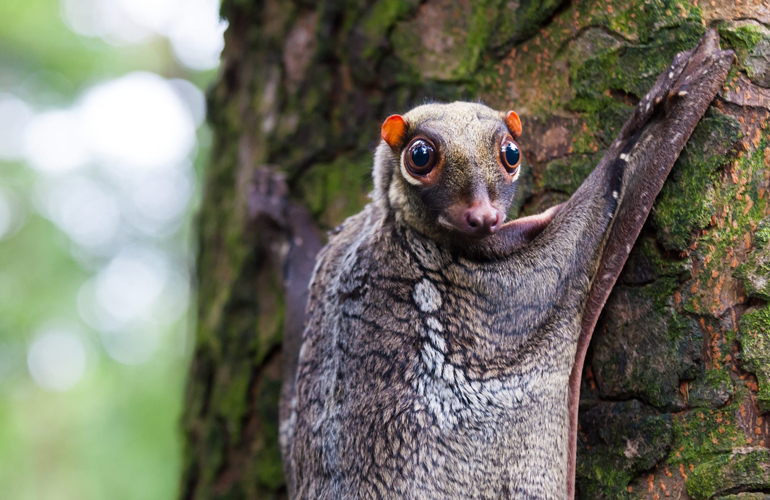 Sunda colugo