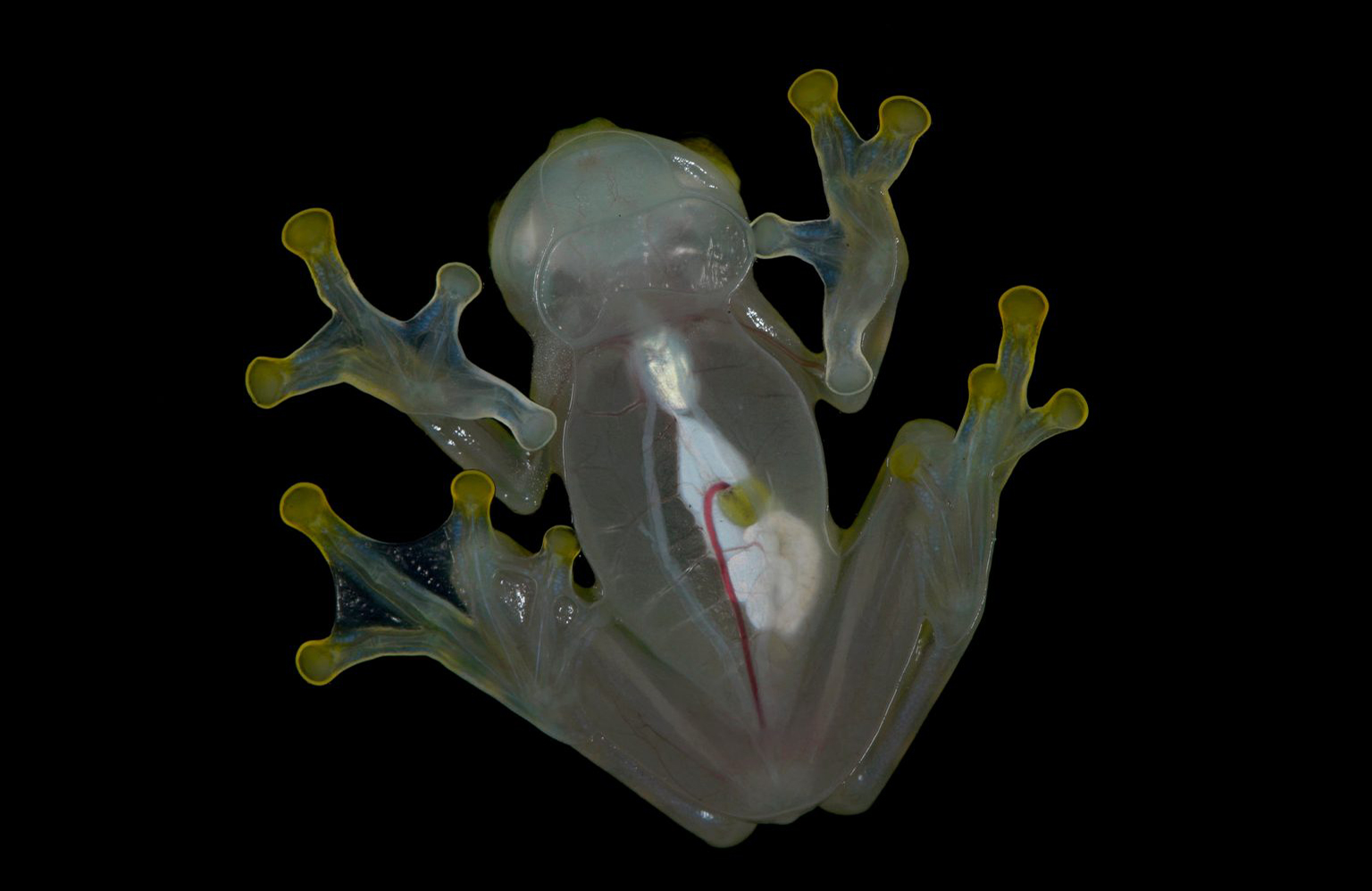 Glass frog