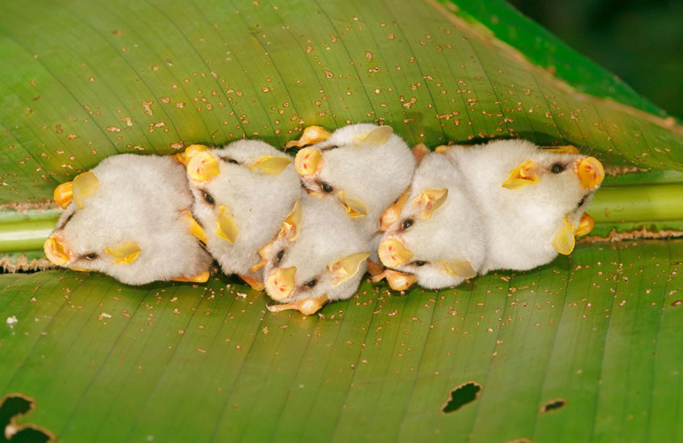 Honduran white bat