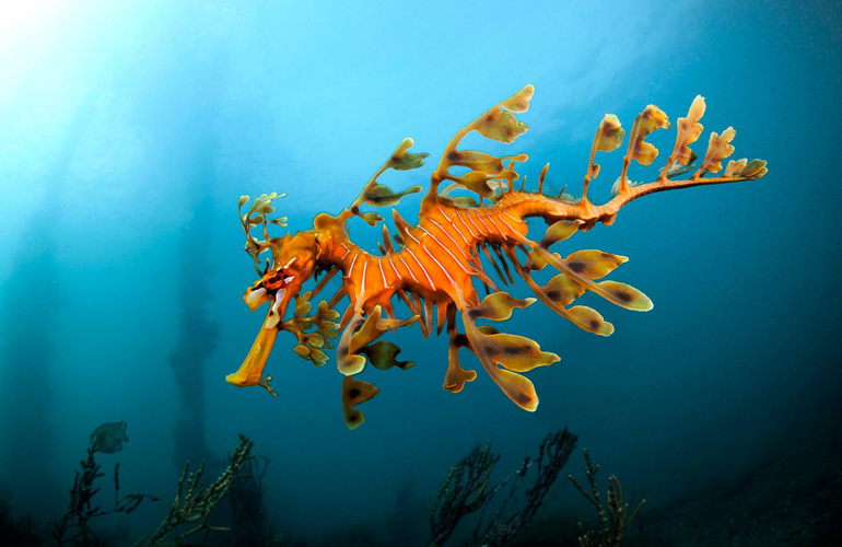 Leafy seadragon