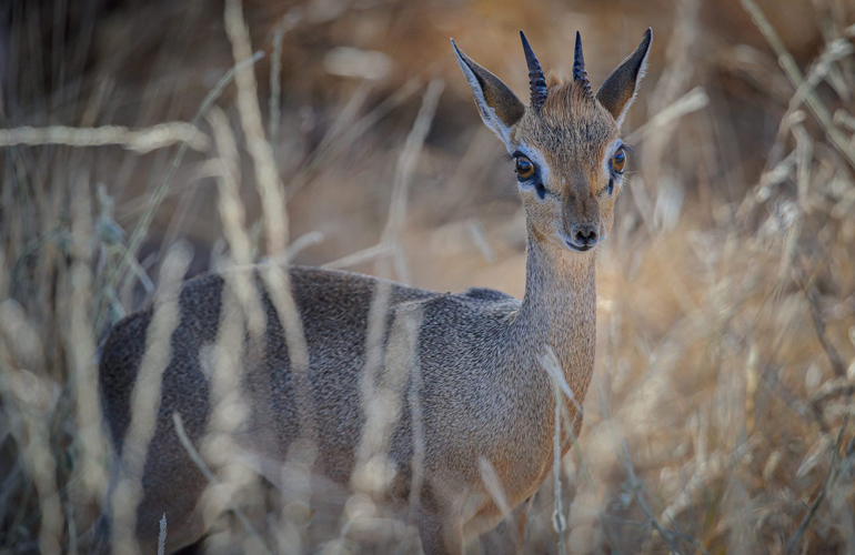 Dik-dik
