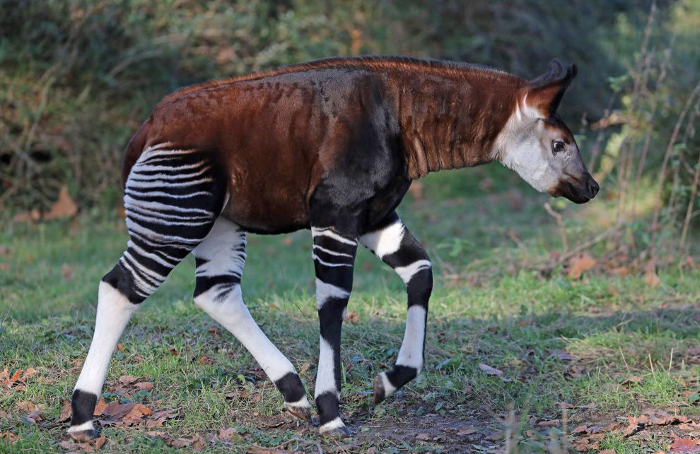 Okapi