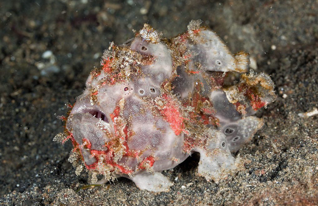 Warty frogfish