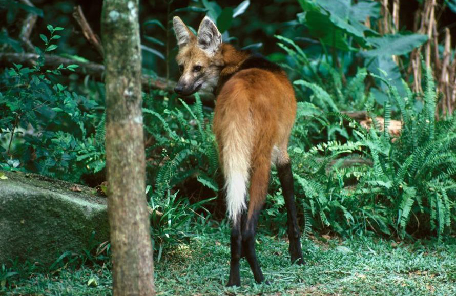 Maned wolf