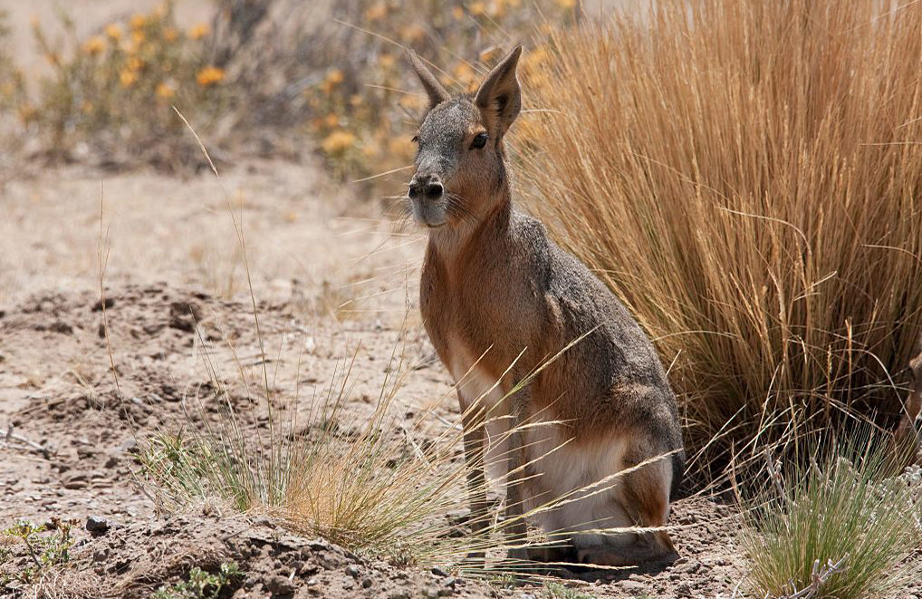 Patagonian Mara