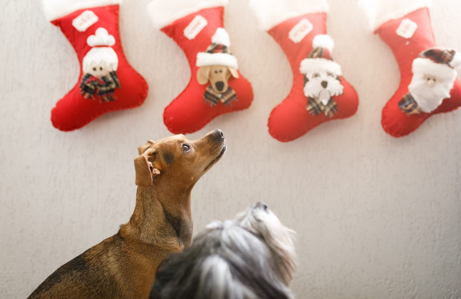Pet-friendly Christmas decor
