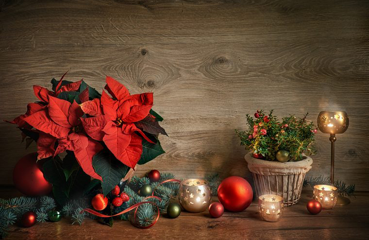 Keeping poinsettias in reach of your kids and pets